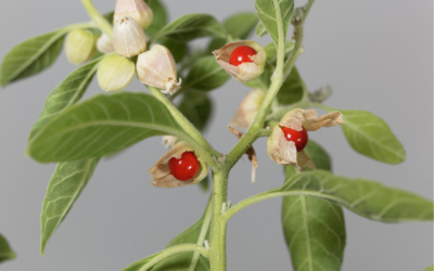 Trending Ingredient: Ashwagandha